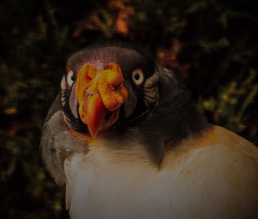 Mirror, mirror, on the wall... - Colin Bailey